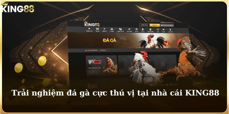 Trải nghiệm đá gà cực thú vị tại tại nhà cái KING88